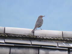 Blue Rock Thrush