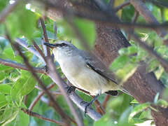 Tropical Mockingbird