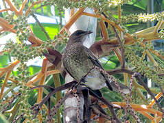 Scaly-breasted Thrasher