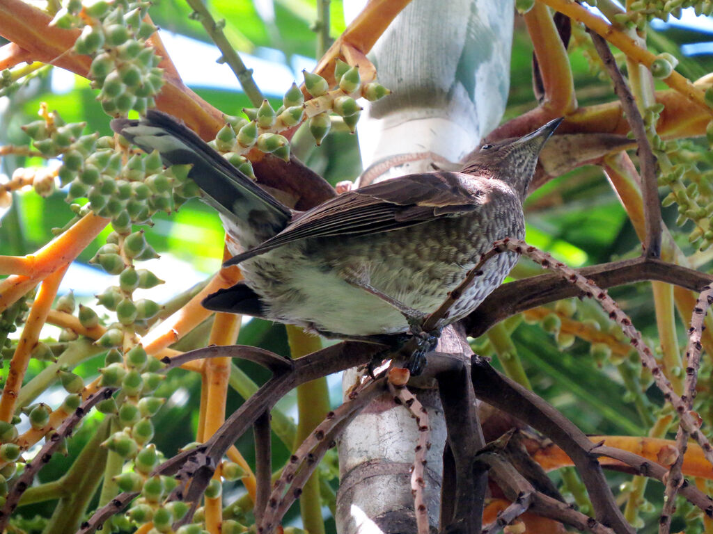 Scaly-breasted Thrasher