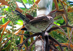 Scaly-breasted Thrasher