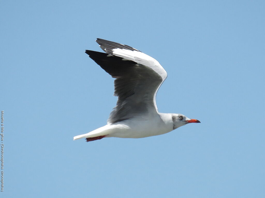 Grey-headed Gull