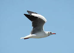 Mouette à tête grise