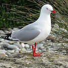 Mouette argentée