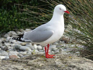 Mouette argentée