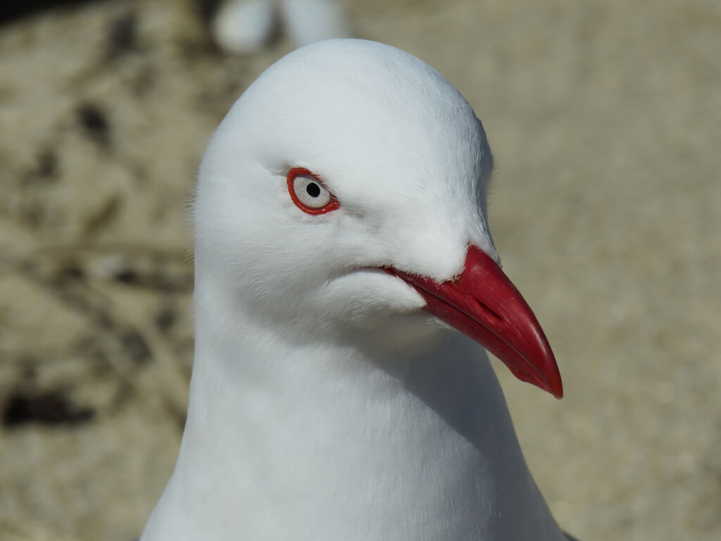 Silver Gull, close-up portrait