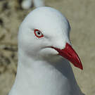 Mouette argentée