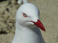 Mouette argentée