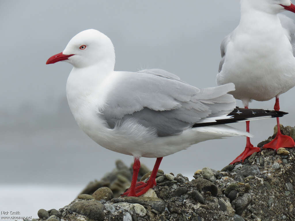 Mouette argentéeadulte, identification