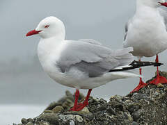 Mouette argentée