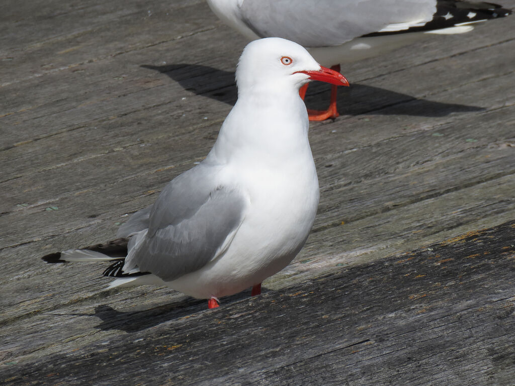 Silver Gull