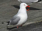 Mouette argentée