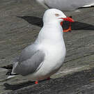 Mouette argentée