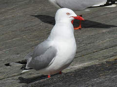 Silver Gull