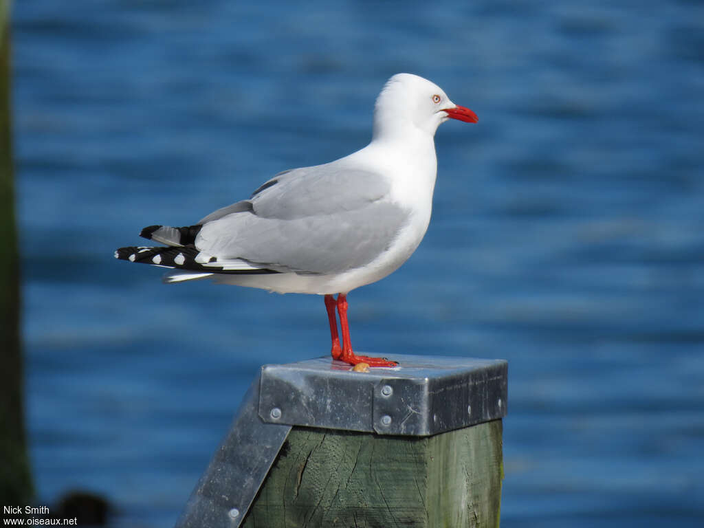 Mouette argentéeadulte nuptial, identification