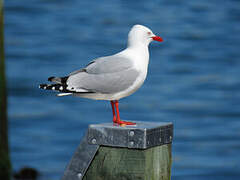 Mouette argentée