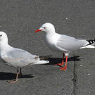 Mouette argentée