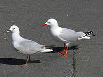 Mouette argentée