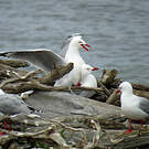 Mouette argentée