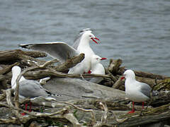 Silver Gull