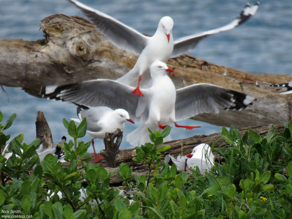 Mouette argentéeadulte nuptial, pigmentation, Comportement