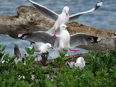 Silver Gull