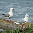 Mouette argentée