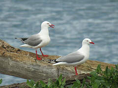 Mouette argentée