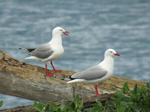 Mouette argentée