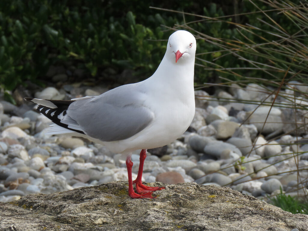 Silver Gull