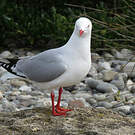 Mouette argentée
