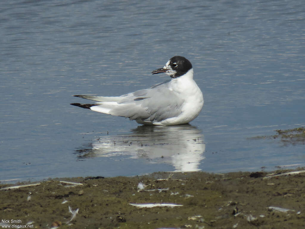 Mouette de Bonaparteadulte transition, identification