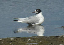 Mouette de Bonaparte