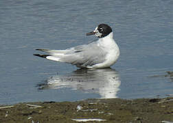 Bonaparte's Gull