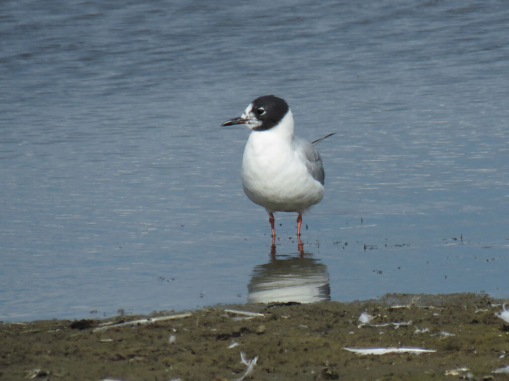 Mouette de Bonaparte