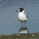 Mouette de Bonaparte