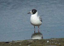 Mouette de Bonaparte