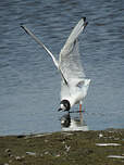 Mouette de Bonaparte