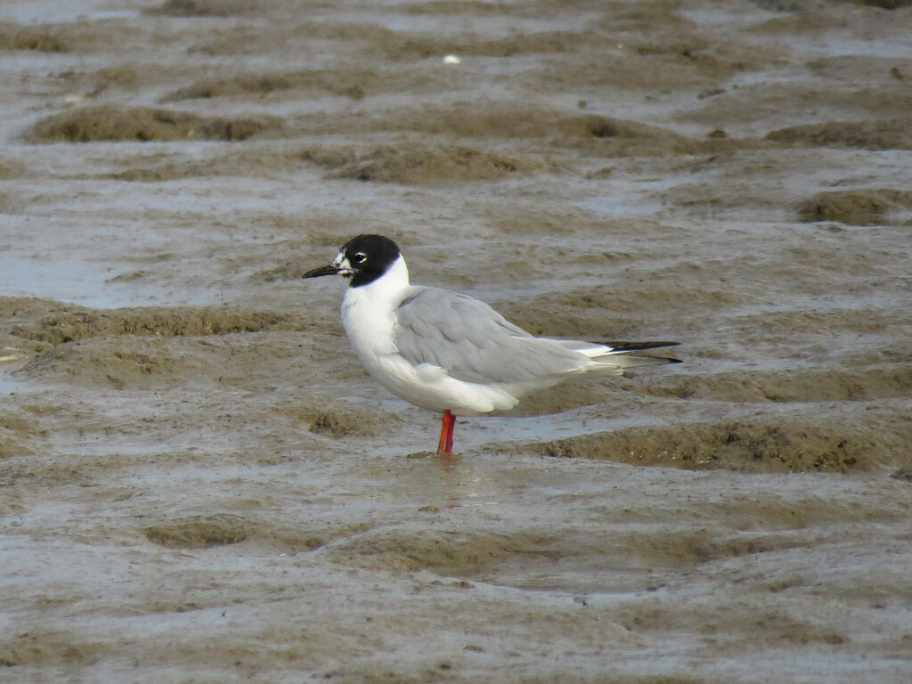 Mouette de Bonaparte