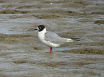 Mouette de Bonaparte