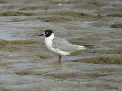 Bonaparte's Gull