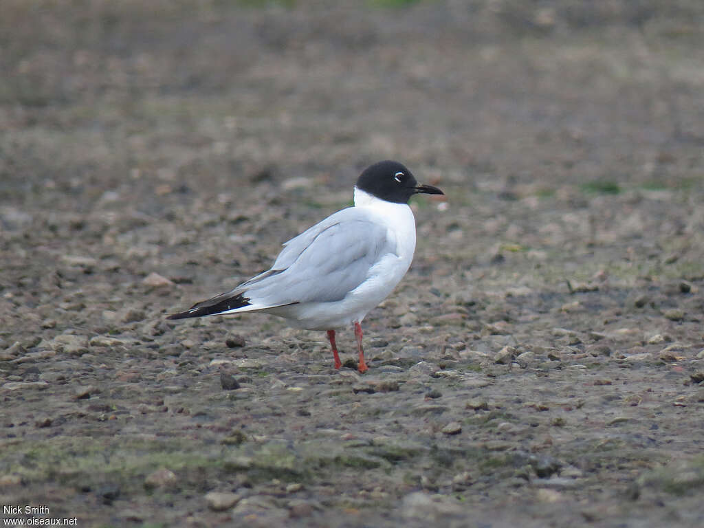 Mouette de Bonaparteadulte nuptial, identification