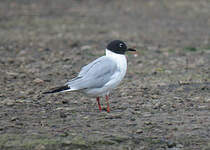 Mouette de Bonaparte