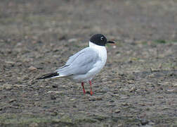 Mouette de Bonaparte