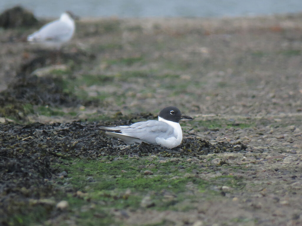 Mouette de Bonaparte