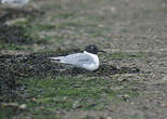 Mouette de Bonaparte