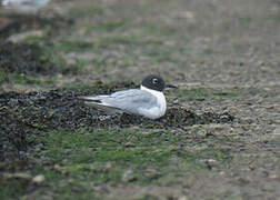 Bonaparte's Gull