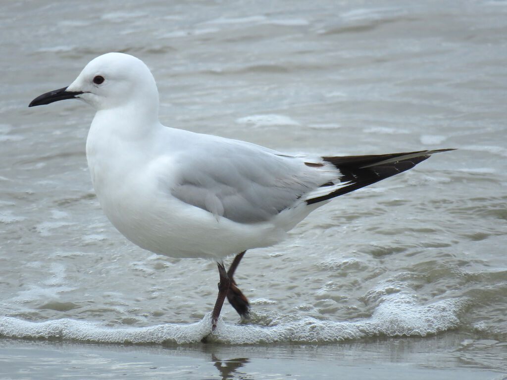 Mouette de Buller