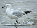 Mouette de Buller