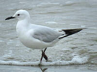 Mouette de Buller
